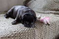 Black pug mops named adelheid sleeping on sofa at afternoon with Royalty Free Stock Photo