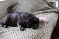 Black pug mops named adelheid sleeping on sofa at afternoon with Royalty Free Stock Photo