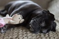 Black pug mops named adelheid sleeping on sofa at afternoon with