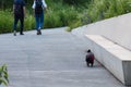 black pug mops named adelheid walking along riverside
