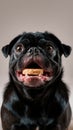 Black Pug with Mouth Open, Playful Expression, Looking at Camera Royalty Free Stock Photo