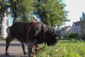 black pug named adelheid walks at city park