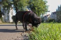 black pug named adelheid walks at city park