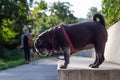 black pug named adelheid