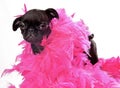 Black Pug Puppy with Pink Boa Royalty Free Stock Photo