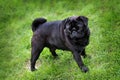 Black pug puppy walking on the grass in summer time Royalty Free Stock Photo