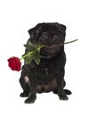 Black pug with a rose in the mouth Royalty Free Stock Photo