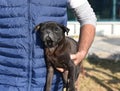 Black pug sick dog being cared by a human, helping out a pet in need Royalty Free Stock Photo