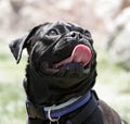 Black pug smiling portrait