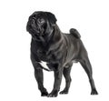 Black Pug standing and looking away, 2 years old Royalty Free Stock Photo