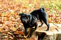 Black pug staying on stump on natural autumn leaves blurry background. Close up. Copy space Royalty Free Stock Photo