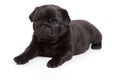 Black pug on white background Royalty Free Stock Photo