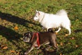 Black pug and white friend dog having fun on november evening Royalty Free Stock Photo