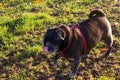 Black pug and white friend dog having fun on november evening Royalty Free Stock Photo