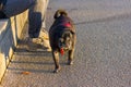 Black pug and white friend dog having fun on november evening Royalty Free Stock Photo