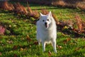 Black pug and white friend dog having fun on november evening Royalty Free Stock Photo