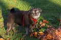 Black pug and white friend dog having fun on november evening Royalty Free Stock Photo