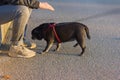 black pug and white friend dog having fun on november evening Royalty Free Stock Photo