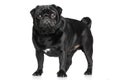 Black Pug on white Royalty Free Stock Photo