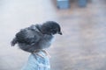 Black Pullet Chicken Chick in the house sitting on a toe