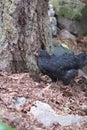 Black Pullet Chicken Chick in the woods