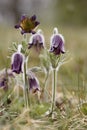 Black Pulsatilla Royalty Free Stock Photo