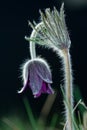 Black pulsatilla Royalty Free Stock Photo