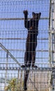 Black puma in a metal cage Royalty Free Stock Photo