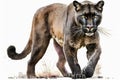 Full Body Black Puma watercolor, Beautiful Animal in Wildlife. Isolate on white background