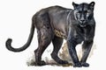 Full Body Black Puma watercolor, Beautiful Animal in Wildlife. Isolate on white background
