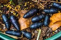 Black pupae laying in garden soil, common insect species