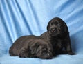 Black puppies Royalty Free Stock Photo