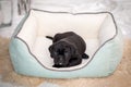 Black puppy Cane Corso breed lies in the couch