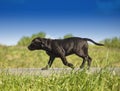 Black Puppy dog Royalty Free Stock Photo