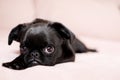 Black puppy dog with big eyes in a bed Royalty Free Stock Photo