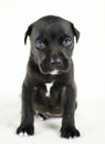 Black puppy dog with blue eyes on white background, Georgia USA Royalty Free Stock Photo