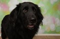 black puppy dog with brown eyes face looking to the right portrait Royalty Free Stock Photo