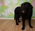 black puppy dog with brown eyes standing up looking to the left portrait Royalty Free Stock Photo