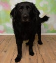 black puppy dog with brown eyes standing up with mouth closed portrait