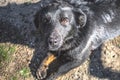 a black puppy dog looking something over. Royalty Free Stock Photo