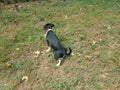 Black puppy dog peeing on green grass