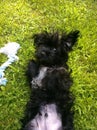 Black puppy dogs laying on grass