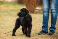 Black Puppy Of Giant Schnauzer Or Riesenschnauzer Dog Outdoor