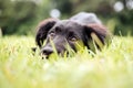 Black puppy in the grass, grass shark. adorable Lab mix. Royalty Free Stock Photo