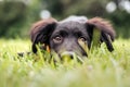Black puppy in the grass, grass shark. adorable Lab mix. Royalty Free Stock Photo