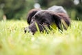 Black puppy in the grass, grass shark. adorable Lab mix. Royalty Free Stock Photo