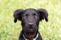 Black puppy in the grass, grass shark. adorable Lab mix. Royalty Free Stock Photo