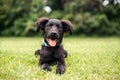 Black puppy in the grass, grass shark. adorable Lab mix. Royalty Free Stock Photo