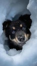 black puppy looking upside through snow