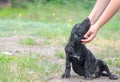 Black puppy loyally looks up at the human